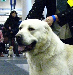 ratly-asha-iz-klovi.jpg ratly-asha-iz-klovi.jpg