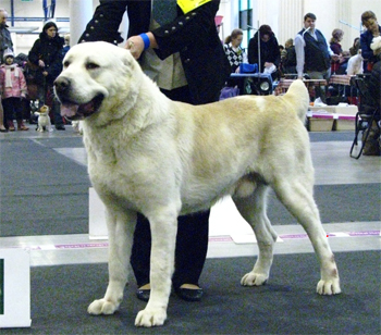 ratly-asha-iz-klovi2.jpg