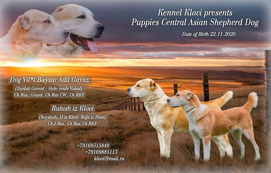 Щенки среднеазиатской овчарки купить собаку с родословной - Питимник Клови